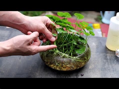 銅錢草食譜|銅錢草養生茶做法